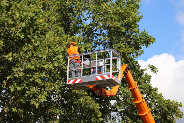 Trusted Miami Lakes, FL Tree Services Experts